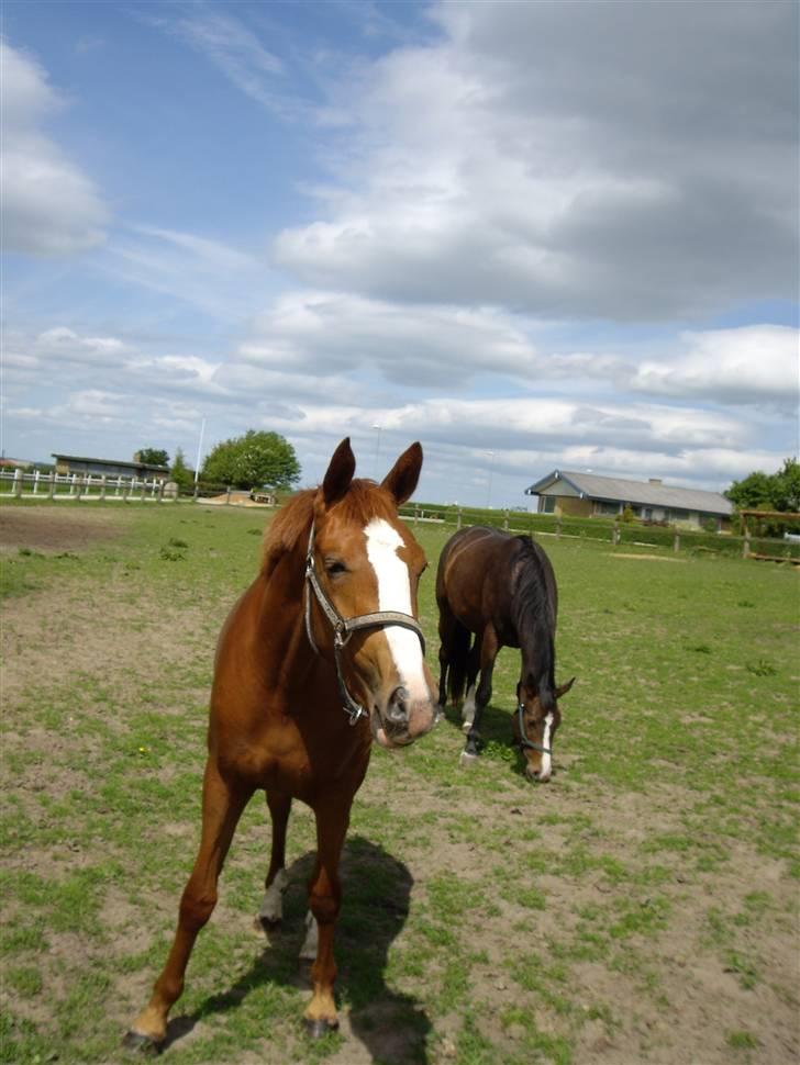 Dansk Varmblod Carisma billede 7