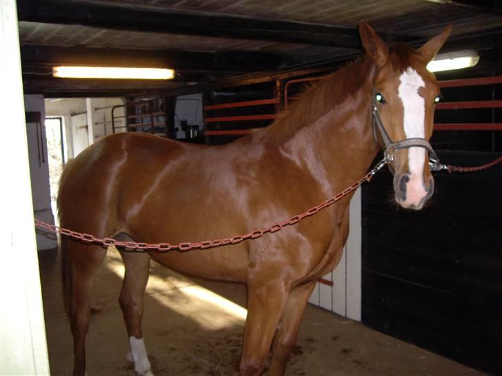 Dansk Varmblod Carisma billede 8