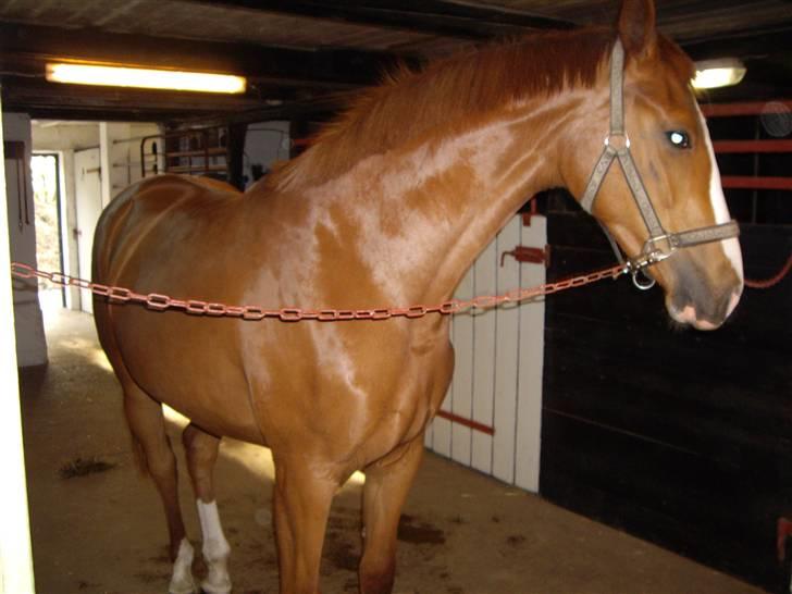 Dansk Varmblod Carisma billede 9