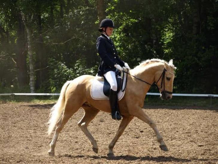 Palomino Lysholt'S Pegasus SOLGT - min smukke pony og jeg til vores første landsstævne :)<3 (PRI i Birgittelyst) billede 1