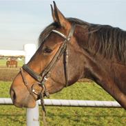 Dansk Varmblod Conquest