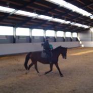 Anden særlig race Piaff