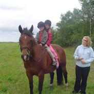 Anden særlig race Piaff