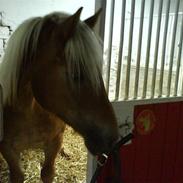 Anden særlig race alma