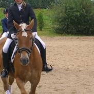 Anden særlig race alma