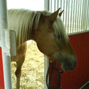 Anden særlig race alma