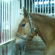 Anden særlig race alma