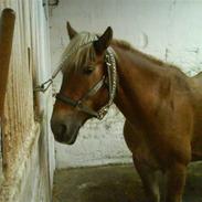 Anden særlig race alma