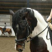 Pinto Hoelgaard´s Young Gun