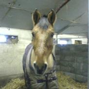 Anden særlig race Max