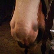 Dansk Varmblod Darwin 25/2-08 R.I.P +