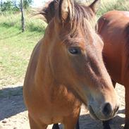 Islænder Sandi fra Valbjørn