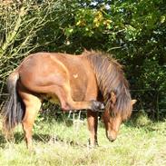 Islænder Sandi fra Valbjørn