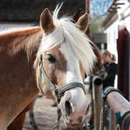 Haflinger Bastian / Steglitz  