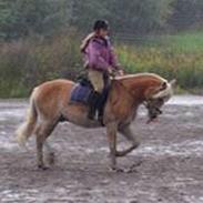 Haflinger Bastian / Steglitz  