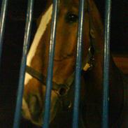 Dansk Varmblod Silla DØD ;'(