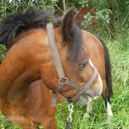 Welsh Pony af Cob-type (sec C) Gribvads Rasmus