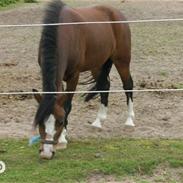 Welsh Pony af Cob-type (sec C) Gribvads Rasmus