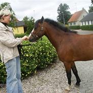 Welsh Pony af Cob-type (sec C) Gribvads Rasmus