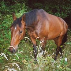 Anden særlig race Flying Allegro (R.I.P)