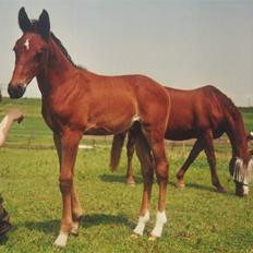 Anden særlig race Flying Allegro (R.I.P)