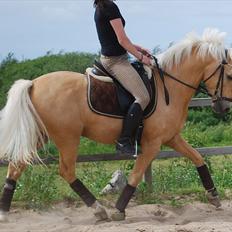 Palomino Lysholt'S Pegasus SOLGT