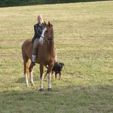 Dansk Varmblod Grafitti Zantio