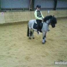 Anden særlig race Hubert