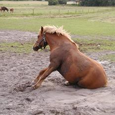 Anden særlig race Charlie †R.I.P.(aflivet)†