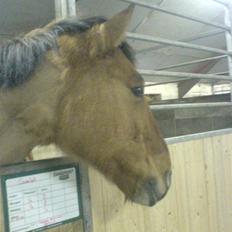 Anden særlig race Max