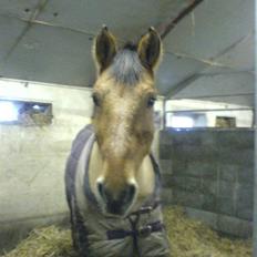 Anden særlig race Max