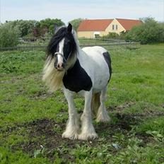 Tinker Bakkegårdens Bonita