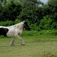 Tinker Bakkegårdens Bonita