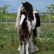 Tinker Bakkegårdens Bonita