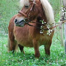 Shetlænder *Sofus*