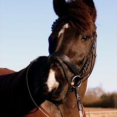 Hollandsk Sportspony - Lady Black 