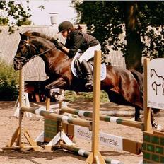 Hollandsk Sportspony - Lady Black 