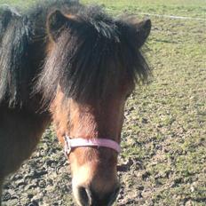 Anden særlig race Flacki *Sille's*