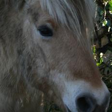Fjordhest Valdemar † R.I.P †