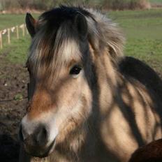Fjordhest Valdemar † R.I.P †