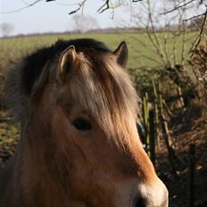 Fjordhest Valdemar † R.I.P †
