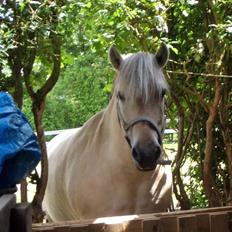 Fjordhest Nobelis Fjordlyst