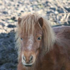 Shetlænder Skovvangens Ofelia