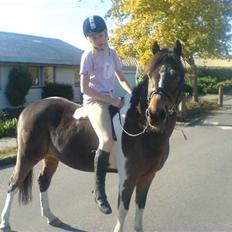 Tysk Sportspony Ibber Diller<3 gamle part