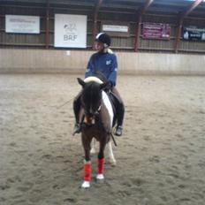 Tysk Sportspony Ibber Diller<3 gamle part