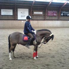 Tysk Sportspony Ibber Diller<3 gamle part