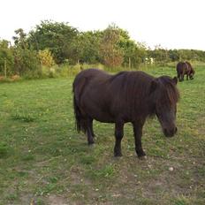 Shetlænder Pippi