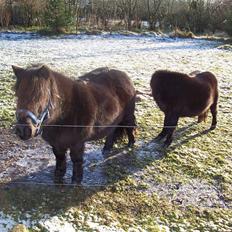 Shetlænder Pippi
