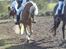 Haflinger Amadeos AVLHINGST