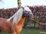 Haflinger Amadeos AVLHINGST - 3 år
